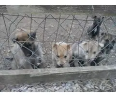 Litter of 7 German shepherd puppies - 7