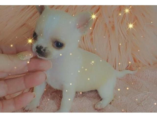 purebred toy chihuahua