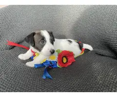 Purebred Jack Russell Terrier puppy for sale - 2