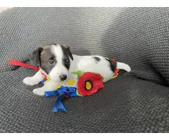 Purebred Jack Russell Terrier puppy for sale - 3