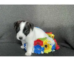 Purebred Jack Russell Terrier puppy for sale - 4