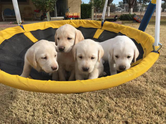 Beautiful AKC Lab Puppies Needing New Homes Gilbert - Puppies for Sale ...
