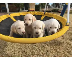 Beautiful AKC Lab Puppies Needing New Homes