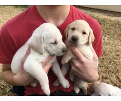 Beautiful AKC Lab Puppies Needing New Homes - 2