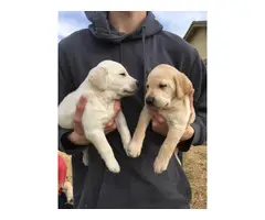Beautiful AKC Lab Puppies Needing New Homes - 4