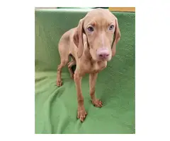 16 weeks Vizsla puppies for sale - 2