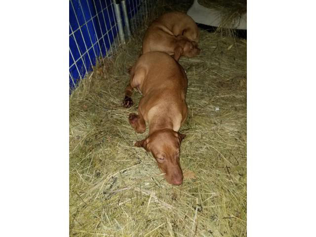 16 weeks Vizsla puppies for sale in Des Moines, Iowa - Puppies for Sale Near Me