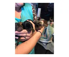 5 Mini Dachshund Puppies for sale