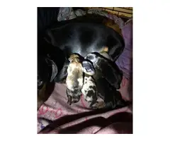 5 Mini Dachshund Puppies for sale - 2