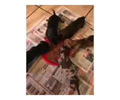 5 Mini Dachshund Puppies for sale - 3