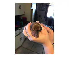 5 Mini Dachshund Puppies for sale - 4