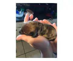 5 Mini Dachshund Puppies for sale - 5