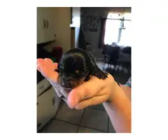 5 Mini Dachshund Puppies for sale - 6