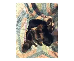 5 Mini Dachshund Puppies for sale - 8