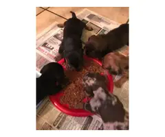 5 Mini Dachshund Puppies for sale - 9