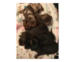 5 Mini Dachshund Puppies for sale - 10