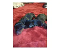 5 Mini Dachshund Puppies for sale - 11