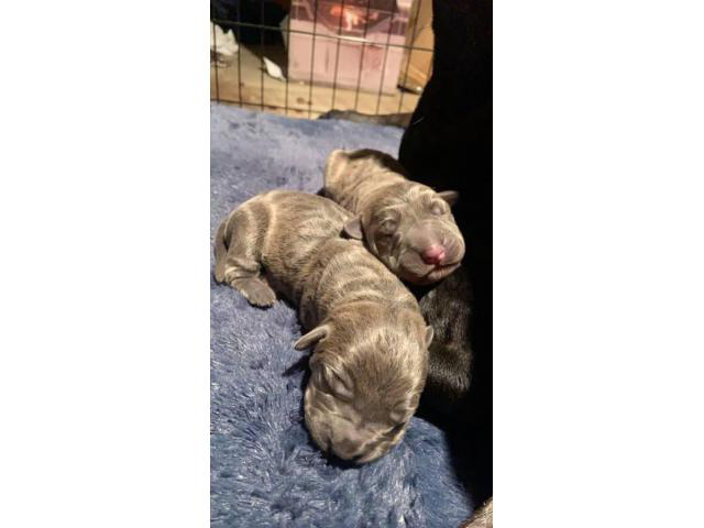 3 fulblooded registered cane corso puppies for sale in ...