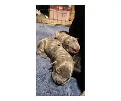 3 fulblooded registered cane corso puppies for sale - 1