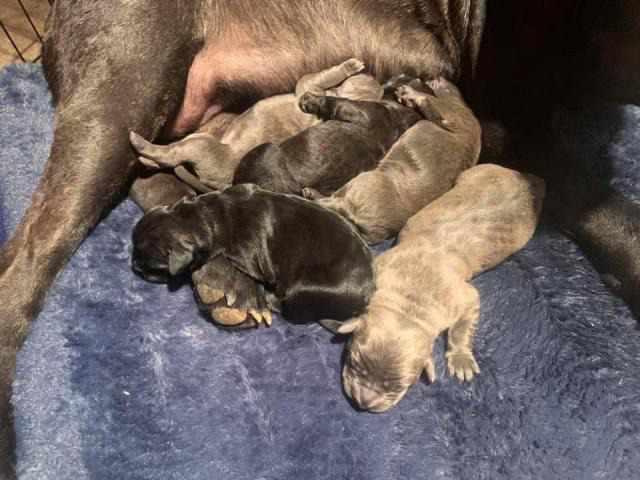 3 fulblooded registered cane corso puppies for sale