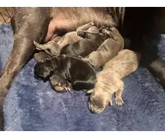 3 fulblooded registered cane corso puppies for sale - 3