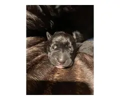 3 fulblooded registered cane corso puppies for sale - 4