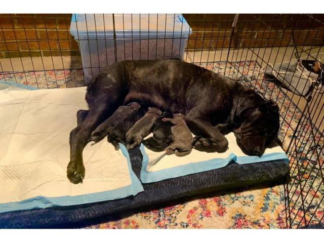 3 fulblooded registered cane corso puppies for sale