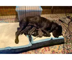 3 fulblooded registered cane corso puppies for sale - 5