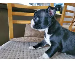 2 Boston Terrier Puppies Available - 2
