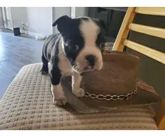 2 Boston Terrier Puppies Available - 5