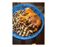 AKC English bulldog puppies for Sale - 4