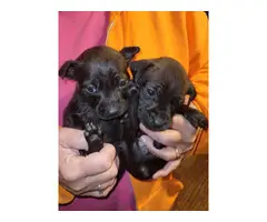 1 male and 2 female Chiweenie puppies
