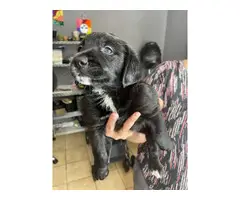 Sweet Labradoodle puppies in need of their loving homes