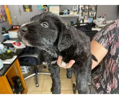 Sweet Labradoodle puppies in need of their loving homes - 2