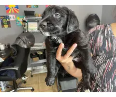 Sweet Labradoodle puppies in need of their loving homes - 5