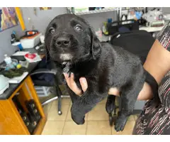 Sweet Labradoodle puppies in need of their loving homes - 6