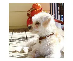 1 year old Morkie