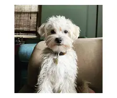 1 year old Morkie - 2