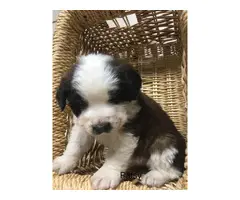 Purebred AKC registered  St. Bernard puppies for sale - 5