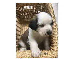 Purebred AKC registered  St. Bernard puppies for sale - 8