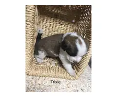 Purebred AKC registered  St. Bernard puppies for sale - 11
