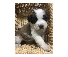 Purebred AKC registered  St. Bernard puppies for sale - 12