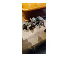 6 Purebred blue and fawn Pit bull puppies