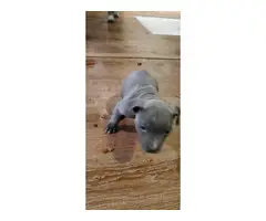 6 Purebred blue and fawn Pit bull puppies - 4