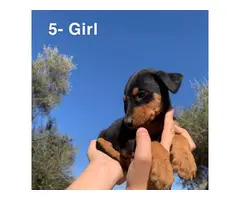 4 Doberman puppies for sale