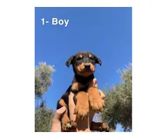 4 Doberman puppies for sale - 2