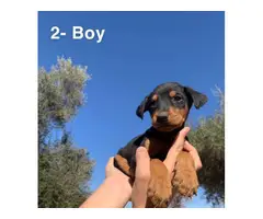 4 Doberman puppies for sale - 3