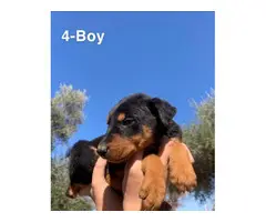 4 Doberman puppies for sale - 4