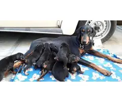 4 Doberman puppies for sale - 5