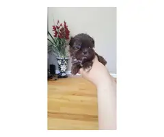 2 red and 2 black Teacup Maltipoo Puppies - 2